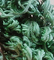 1617-53-4 Amentoflavone Powder Selaginella Lepidophylla Extract