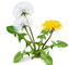 GMP Dandelion Extract Powder Flavonoids 4%-10% COA Available