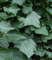 20% Hederagenin  CAS 14216 03 6 Ivy Leaf Extract For Dry Cough Korea Registration license