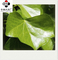 Hedera helix 10:1 TLC Ivy Leaf Extract Cosmetic Grade With Promoting Blood Circulation Korea Registration license