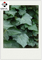 10:1 TLC Ivy Leaf Extract Cosmetic Grade With Promoting Blood Circulation