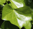 14216-03-6 Ivy Leaves Dry Extract Powder with Hederacosides Ingredient Korea Registration license