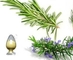 Ursolic acid  20% ，Cosmetics, feed, medicine，Rosemary Leaf Extract